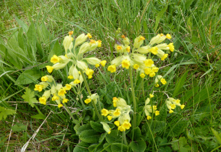 Vielfalt des Frühjahrs - Kräuterwanderung